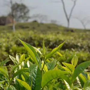 Explore Himalayan Odyssey Tour for 12 days with Holidays At and discover unforgettable experiences - Photo 8