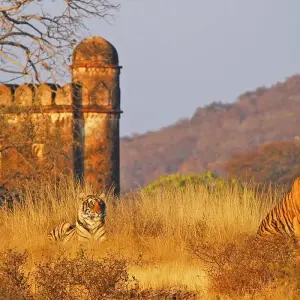 Explore Luxury Golden Triangle Tour with Ranthambore for 9 days with Holidays At and discover unforgettable experiences - Photo 11