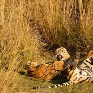 Explore Premium India and Nepal Tour for 21 days with Holidays At and discover unforgettable experiences - Photo 9