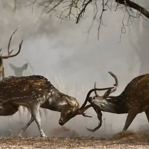 Explore Rajasthan Tour from New Delhi for 17 days with Holidays At and discover unforgettable experiences - Photo 2