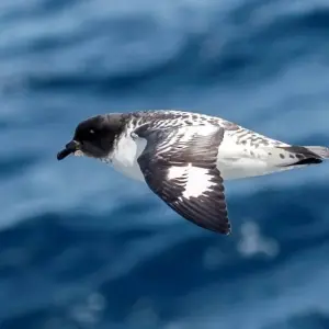 Explore Life Returns - Springtime Expedition to Antarctica for 23 days with Hurtigruten and discover unforgettable experiences - Photo 2