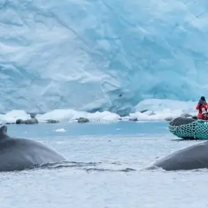 Explore Life Returns - Springtime Expedition to Antarctica for 23 days with Hurtigruten and discover unforgettable experiences - Photo 3