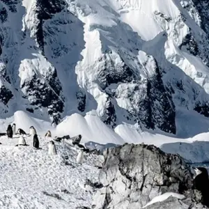 Explore Highlights of Antarctica (MS Roald Amundsen, 2025) for 12 days with Hurtigruten and discover unforgettable experiences - Photo 2