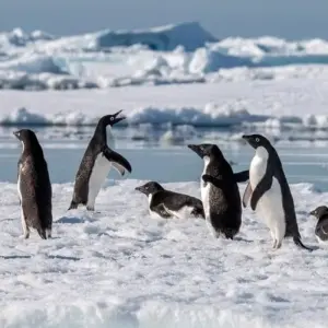 Explore In-Depth Antarctica, Falklands & South Georgia Expedition (2025) for 23 days with Hurtigruten and discover unforgettable experiences - Photo 3