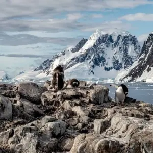 Explore Antarctic Circle Expedition (2026) for 18 days with Hurtigruten and discover unforgettable experiences - Photo 3