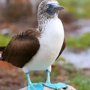 Explore Nature and Wildlife Expedition Cruise (Northern Route) (2025) for 7 days with Hurtigruten and discover unforgettable experiences - Photo 3