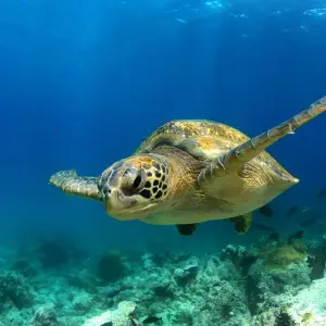 Explore Nature and Wildlife Expedition Cruise (Northern Route) (2025) for 7 days with Hurtigruten and discover unforgettable experiences - Photo 4