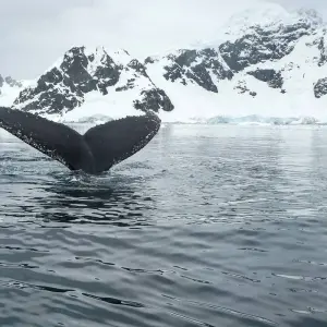 Explore Antarctica & Falklands - From Punta Arenas to Buenos Aires for 24 days with Hurtigruten and discover unforgettable experiences - Photo 4