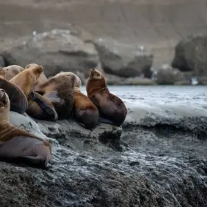 Explore Antarctica & Falklands - From Punta Arenas to Buenos Aires for 24 days with Hurtigruten and discover unforgettable experiences - Photo 6