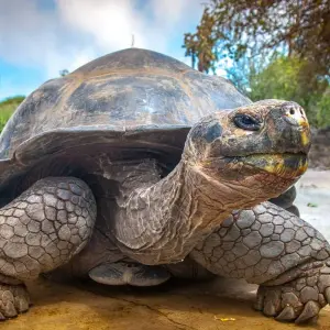 Explore Nature and Wildlife Expedition Cruise (Northern Route) (2025) for 7 days with Hurtigruten and discover unforgettable experiences - Photo 8