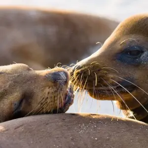 Explore Iconic Wildlife & Sublime Scenery (Western Route) (2025) for 7 days with Hurtigruten and discover unforgettable experiences - Photo 8
