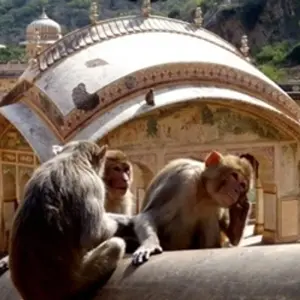 Explore 10- Day Colours of India Tour:  Heritage, Slow-Cooked Food, Ayurvedic Massages, Folk Music and Dances for 10 days with IHCT Heritage & Adventure  Tours and discover unforgettable experiences - Photo 3