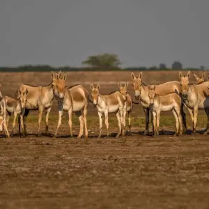 Explore 9-Day Memorable Wellness & Cultural Experiences in the Lake City of  Bhopal  - India for 9 days with IHCT Heritage & Adventure  Tours and discover unforgettable experiences - Photo 5