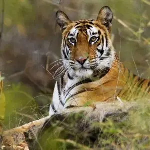 Explore 11- Day Enthralling  Rajasthan Tour : Tigers  Palaces  Folk Dances Slow-Cooked Food  Lake Cruises for 11 days with IHCT Heritage & Adventure  Tours and discover unforgettable experiences - Photo 11