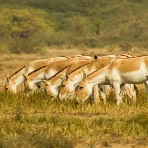 Explore 10-Day Unforgettable  Wildlife Tour of Gujarat from Ahmedabad: Asiatic Lions, Wild Asses & Greater Flamingoes for 10 days with IHCT Heritage & Adventure  Tours and discover unforgettable experiences - Photo 4