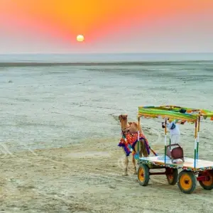 Explore 10-Day Unforgettable  Wildlife Tour of Gujarat from Ahmedabad: Asiatic Lions, Wild Asses & Greater Flamingoes for 10 days with IHCT Heritage & Adventure  Tours and discover unforgettable experiences - Photo 5