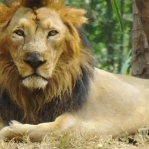 Explore 10-Day Unforgettable  Wildlife Tour of Gujarat from Ahmedabad: Asiatic Lions, Wild Asses & Greater Flamingoes for 10 days with IHCT Heritage & Adventure  Tours and discover unforgettable experiences - Photo 9