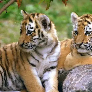 Explore 10-Day Royal Forts and Palaces Tour with Tiger Safari & Superb Cuisine for 10 days with IHCT Heritage & Adventure  Tours and discover unforgettable experiences - Photo 8