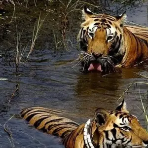 Explore 10-Day Wildlife Safaris And Cultural Experiences In Central India for 10 days with IHCT Heritage & Adventure  Tours and discover unforgettable experiences - Photo 9