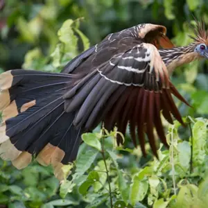 Explore 10/09 Lima, Cusco, Sacred Valley, Machu Picchu & Tambopata National Reserve Jungle (Small Group) for 10 days with ILE Tours and discover unforgettable experiences - Photo 3