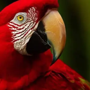 Explore 10/09 Lima, Cusco, Sacred Valley, Machu Picchu & Tambopata National Reserve Jungle (Small Group) for 10 days with ILE Tours and discover unforgettable experiences - Photo 4