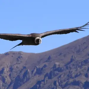 Explore 10/09 Mysterious Peru- Lima Cusco Machu Picchu Lake Titicaca (Private Tour) for 10 days with ILE Tours and discover unforgettable experiences - Photo 9