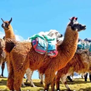 Explore 4/3 Lares Trek - Machu Picchu (Small Group Tour) for 4 days with ILE Tours and discover unforgettable experiences - Photo 6