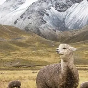 Explore 5/4 Salkantay Hike (Small Group Trek) for 5 days with ILE Tours and discover unforgettable experiences - Photo 9