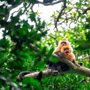 Explore Costa Rica Adventure for 13 days with INTRO Travel and discover unforgettable experiences - Photo 4