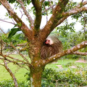 Explore Costa Rica Adventure for 13 days with INTRO Travel and discover unforgettable experiences - Photo 10