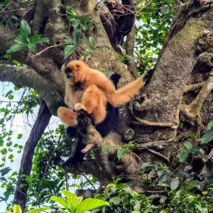 Explore Mild Adventure North Vietnam - Exploring Cuc Phuong National Park 10 Days/9 Nights for 10 days with Ideal Travel Asia and discover unforgettable experiences - Photo 2