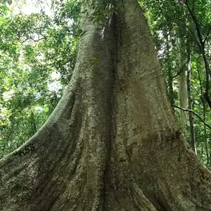 Explore 3 Days/2 Nights in Nam Car Tien - Ecological Trail – Night Safari – Crocodile Lake – Boat Tour for 3 days with Ideal Travel Asia and discover unforgettable experiences - Photo 5