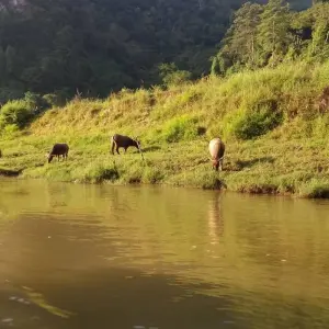 Explore Mild Adventure North Vietnam - Exploring Ba Be National Park 10 Days/9 Nights for 10 days with Ideal Travel Asia and discover unforgettable experiences - Photo 5