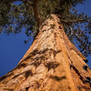 Explore Yosemite Escape Camping - 3 Days for 3 days with Incredible Adventures and discover unforgettable experiences - Photo 2