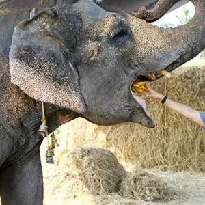 Explore Delhi to Taj Mahal, Agra and Mathura with Elephant Conservation Tour 2 days for 2 days with India Taj Tour and discover unforgettable experiences - Photo 7