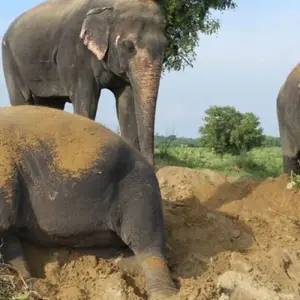 Explore Delhi to Taj Mahal, Agra and Mathura with Elephant Conservation Tour 2 days for 2 days with India Taj Tour and discover unforgettable experiences - Photo 8