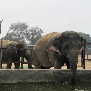 Explore Delhi to Taj Mahal, Agra and Mathura with Elephant Conservation Tour 2 days for 2 days with India Taj Tour and discover unforgettable experiences - Photo 10