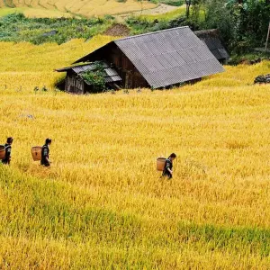 Explore 7 Days Vietnam Must See Holiday for 7 days with Indochina Today Travel and discover unforgettable experiences - Photo 2