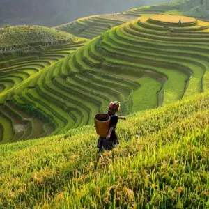 Explore Highlights Vietnam with Sapa and Beach Vacation in Mui Ne/Phan Thiet 21 Days for 19 days with Indochina Travels and discover unforgettable experiences - Photo 7