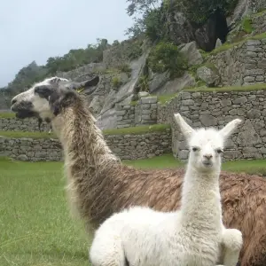 Explore 7 Day package 'Trek to Machu Picchu through the Inca Trail' for 7 days with Inkayni Peru Tours and discover unforgettable experiences - Photo 10