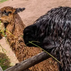 Explore Sacred Valley Tour – Private Service for 1 days with Inkayni Peru Tours and discover unforgettable experiences - Photo 2