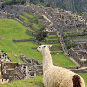 Explore Salkantay Trek & Inca Trail to Machu Picchu for 7 days with Inkayni Peru Tours and discover unforgettable experiences - Photo 8