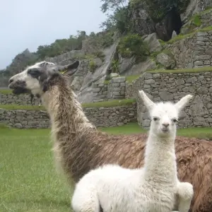 Explore Hiking The Classic Inca Trail to Machu Picchu & Sacred Valley for 8 days with Inkayni Peru Tours and discover unforgettable experiences - Photo 7