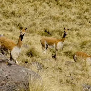 Explore 5 Day Journey of colors to Machu Picchu for 5 days with Inkayni Peru Tours and discover unforgettable experiences - Photo 8