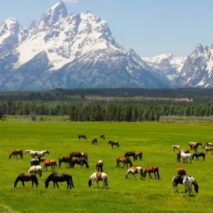 Explore America's Magnificent National Parks (Classic, End Denver) for 15 days with Insight Vacations and discover unforgettable experiences - Photo 11