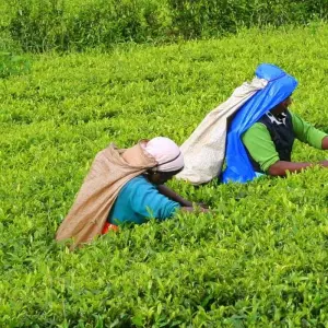 Explore Premium Sri Lanka in Depth for 14 days with Intrepid Premium and discover unforgettable experiences - Photo 3