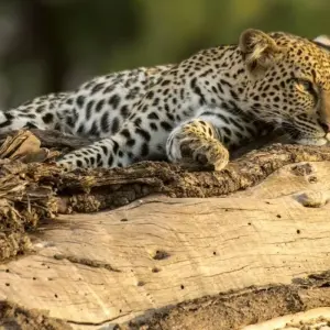 Explore Premium Uganda, Rwanda & Kenya for 13 days with Intrepid Premium and discover unforgettable experiences - Photo 3