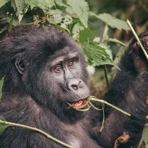 Explore Premium Uganda, Rwanda & Kenya for 13 days with Intrepid Premium and discover unforgettable experiences - Photo 7