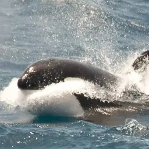 Explore Sporty Basecamp in the Antarctic for 13 days with Inventia and discover unforgettable experiences - Photo 6