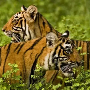 Explore Premium South India for 13 days with Intrepid Premium and discover unforgettable experiences - Photo 8